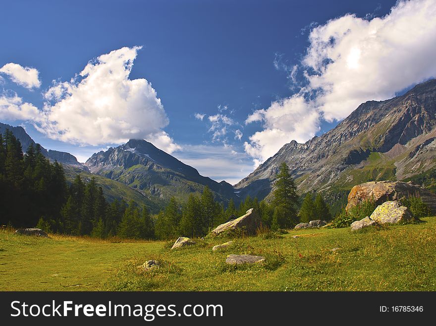 Mountain meadows and pine forests. Mountain meadows and pine forests