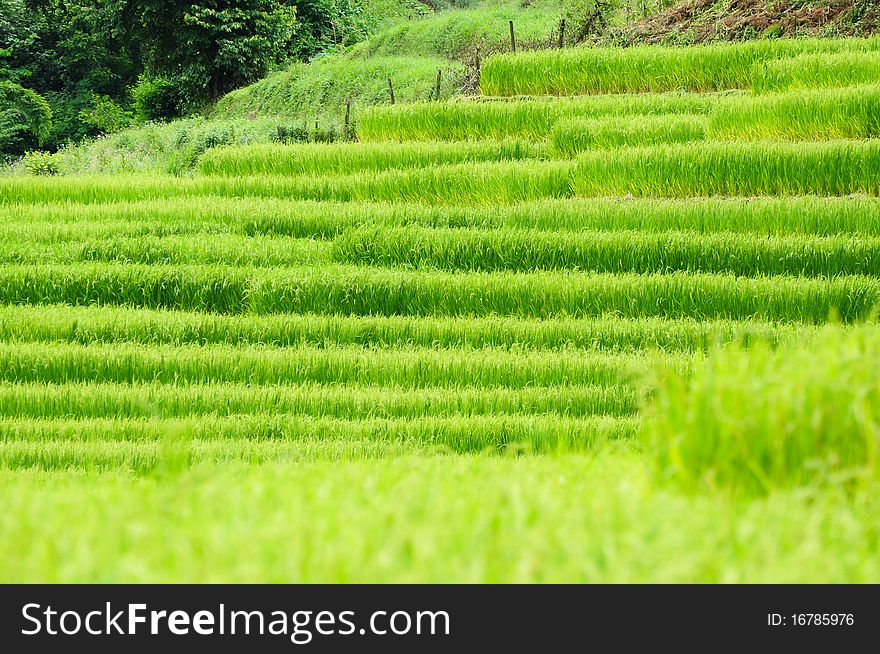 Green rice field at Thailand