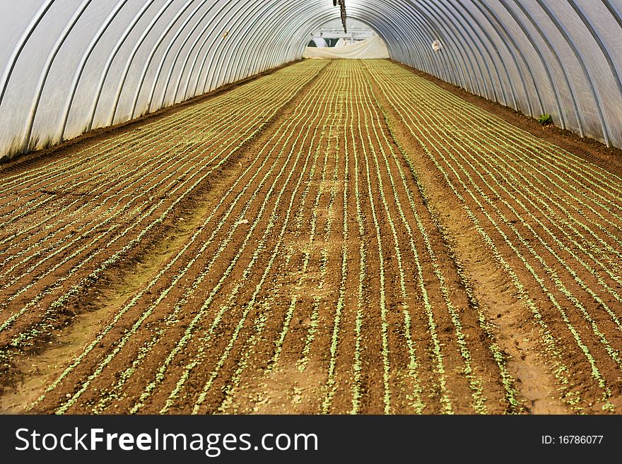 Lettuce or other green vegetable growing in rows in a greenery or glasshouse. Lettuce or other green vegetable growing in rows in a greenery or glasshouse