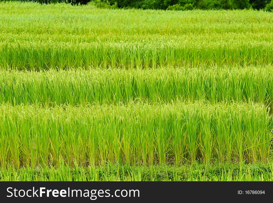 Green rice field in Thailand