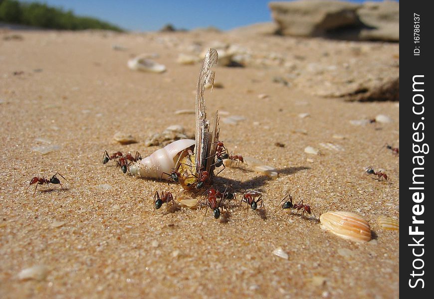 Ants fighting a Hermit crab for a meal