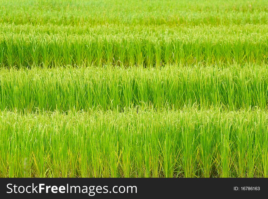 Green rice field