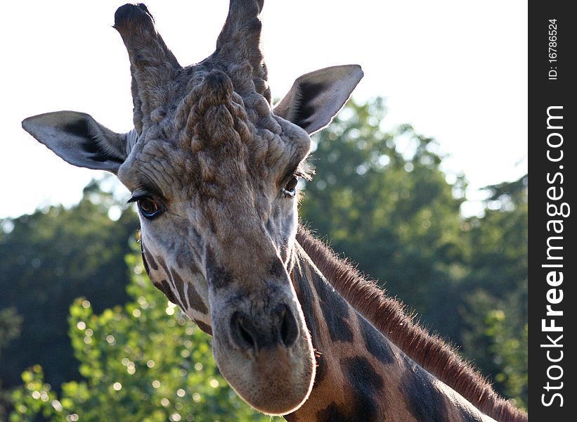The detail of the giraffe face