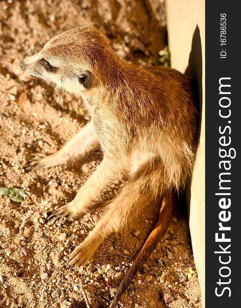 Meerkat sitting in front of the wall. Meerkat sitting in front of the wall