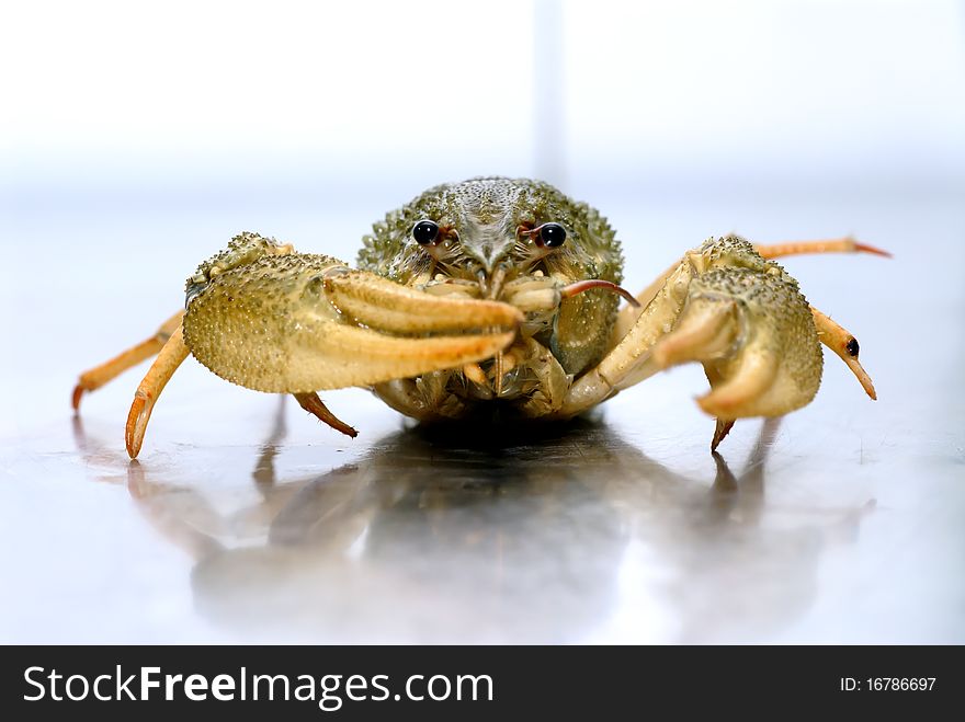 Crayfish on a steel table