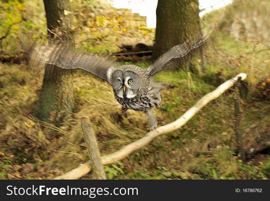 Burrowing owls (Athene cunicularia) in flight. Burrowing owls (Athene cunicularia) in flight.