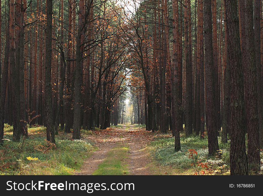 Autumn forest in central Poland at November. Autumn forest in central Poland at November