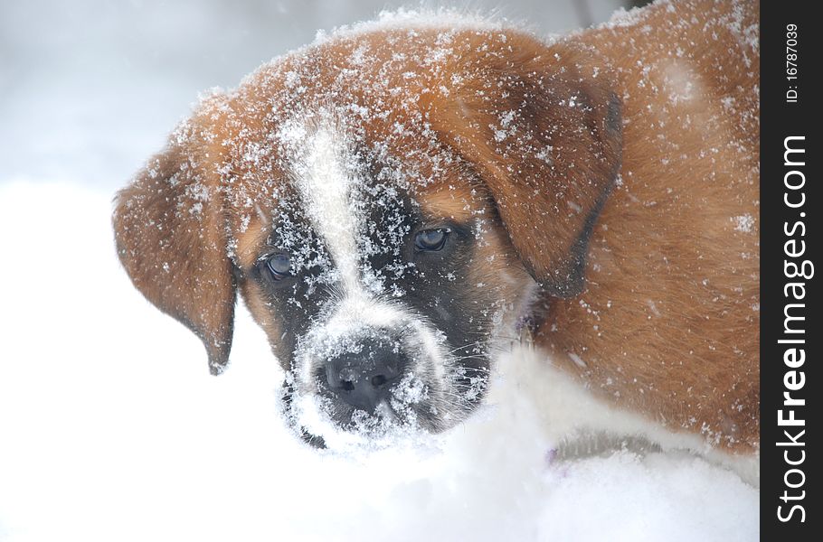 Saint Bernard Puppy in the snow in Holland, Michigan. Saint Bernard Puppy in the snow in Holland, Michigan