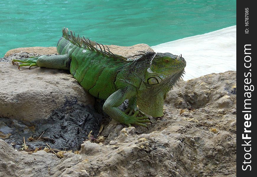 Big green iguana by the pool.