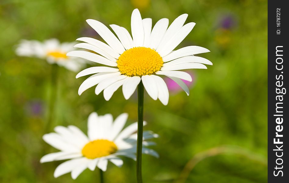 Close-up camomile on green grass background