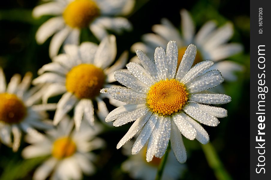 Close-up camomile in early dew