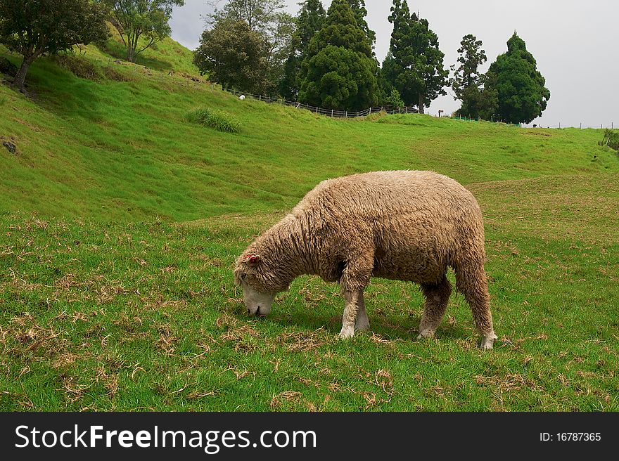 Single sheep in the farm