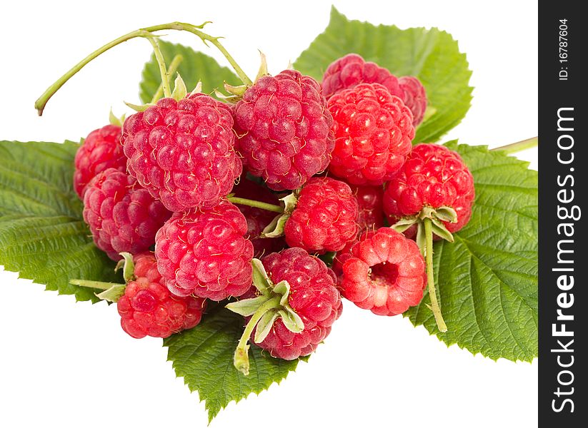 Heap of ripe raspberries with leaves, isolated on white