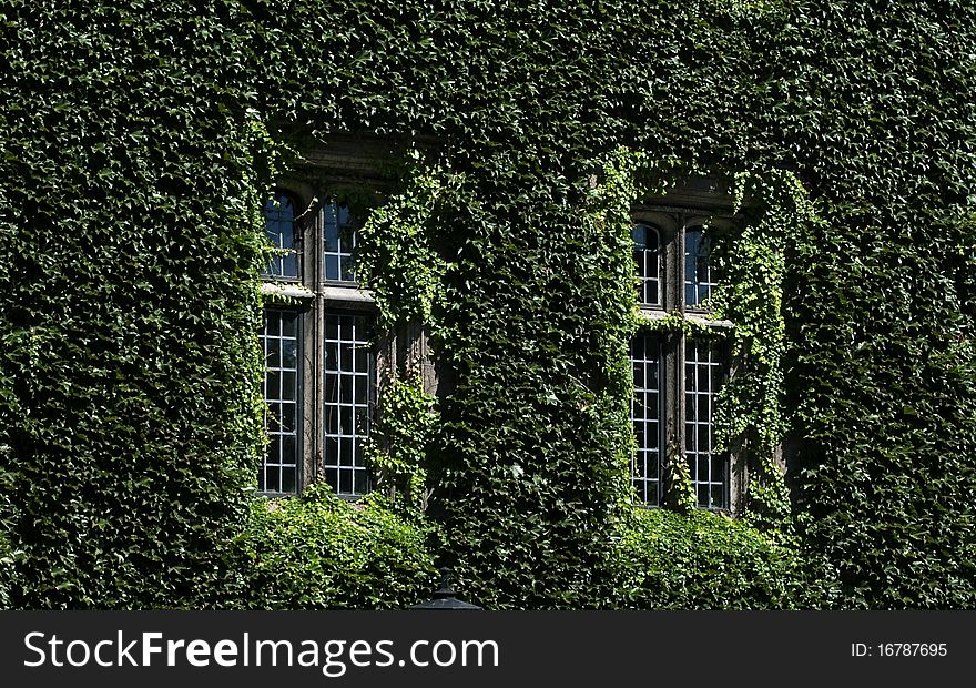 Windows on a wall covered with grapes vine. Windows on a wall covered with grapes vine