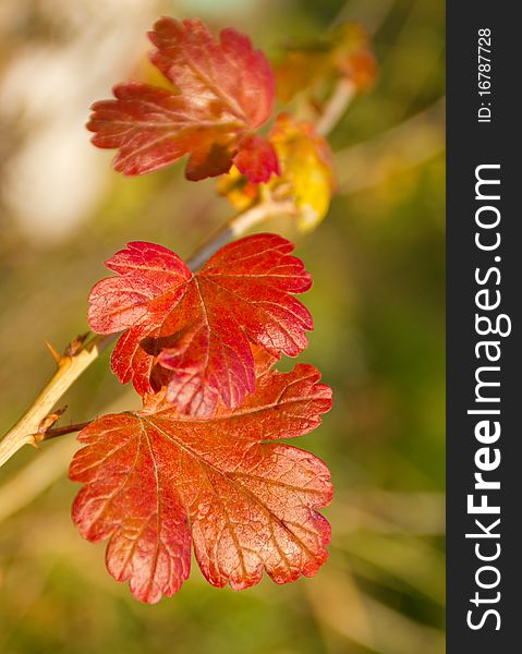 Red leaves of gooseberry bush, selective focus