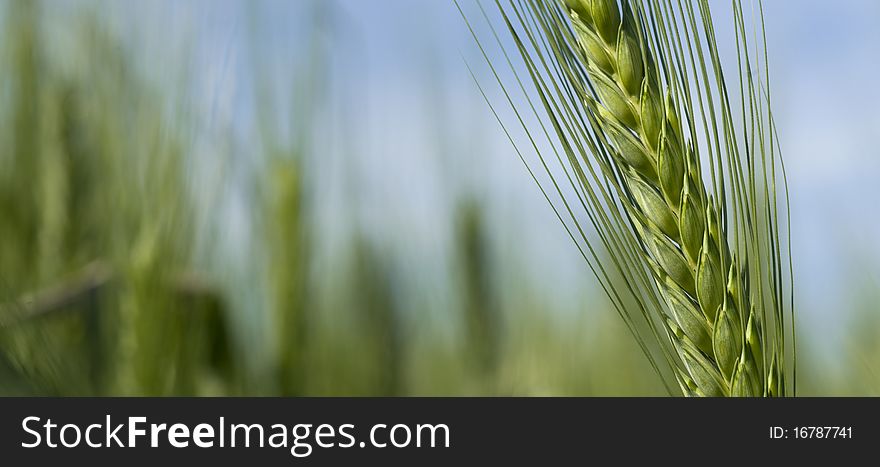Wheat Macro