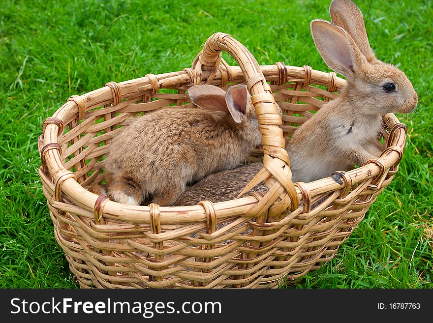 Small bunnies in basket on green grass background
