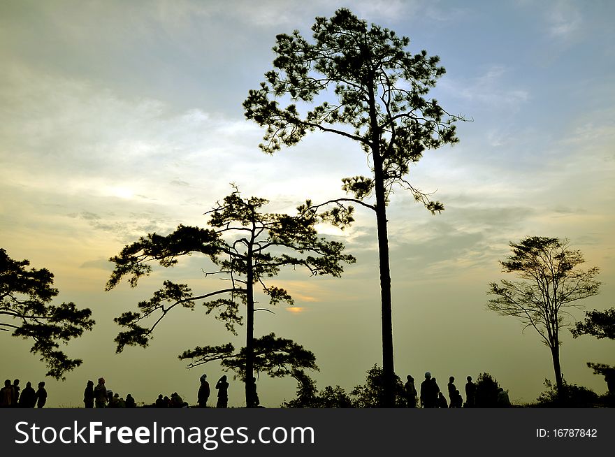 Pine tree and people silhouette shot in the morning at phukradueng national park in thailand. Pine tree and people silhouette shot in the morning at phukradueng national park in thailand.