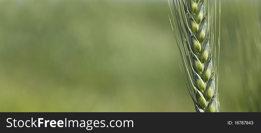 Close up of wheat heads. Close up of wheat heads