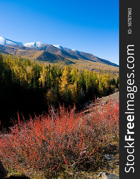 Snow Mountain and golden frosty in xinjiang ,china