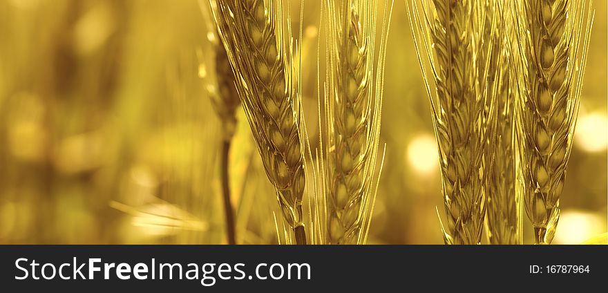 Close up of wheat heads. Close up of wheat heads