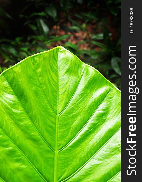 The close up texture of  yellow green taro leaf and black background