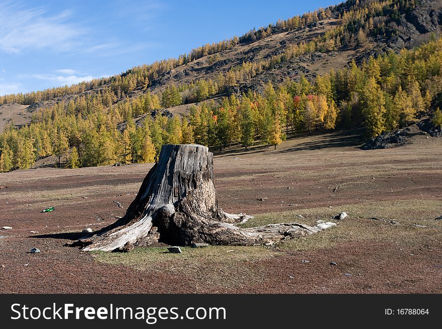 Stump In Forest