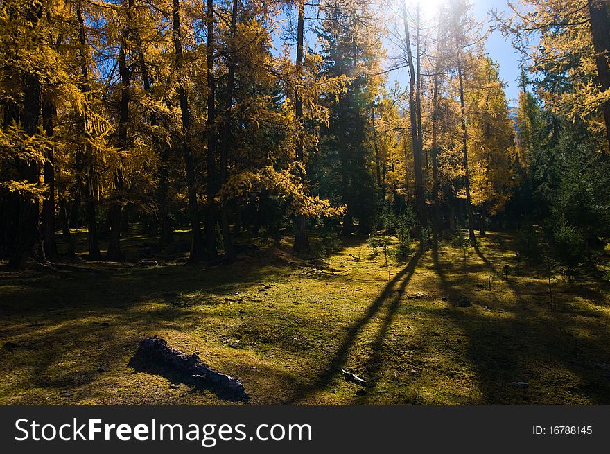 Golden forest in xinjiang ,china