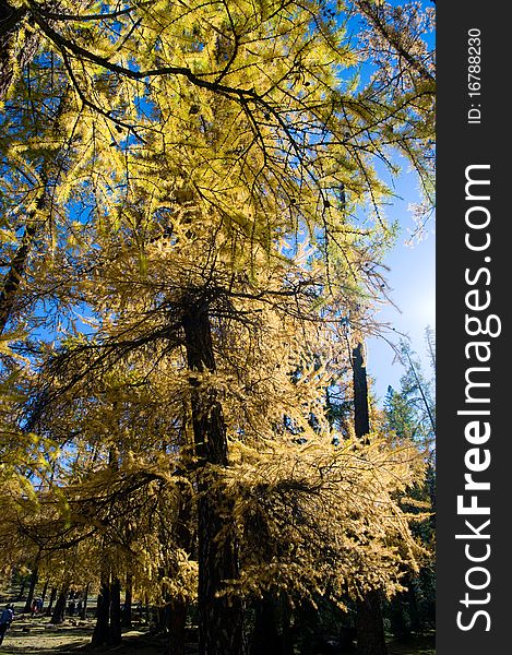 Golden forest in xinjiang ,china