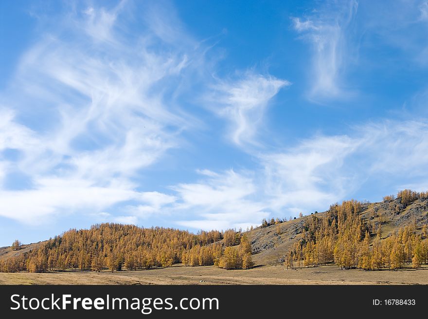 Cloudscape And Golden Forest