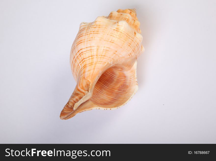 A studio shot of a shell. A studio shot of a shell