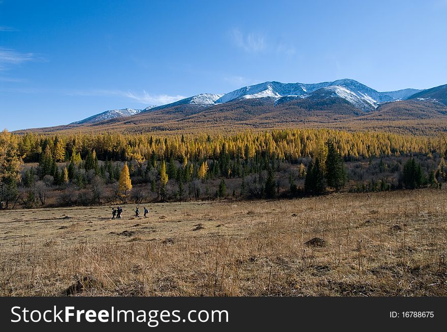 Snow Mountain and golden frosty in xinjiang ,china