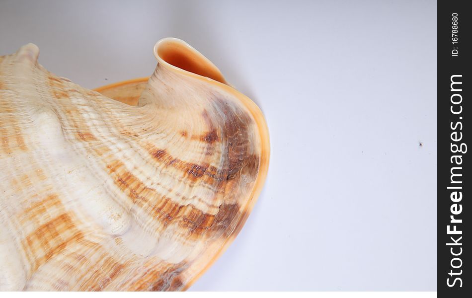 A studio shot of a shell. A studio shot of a shell