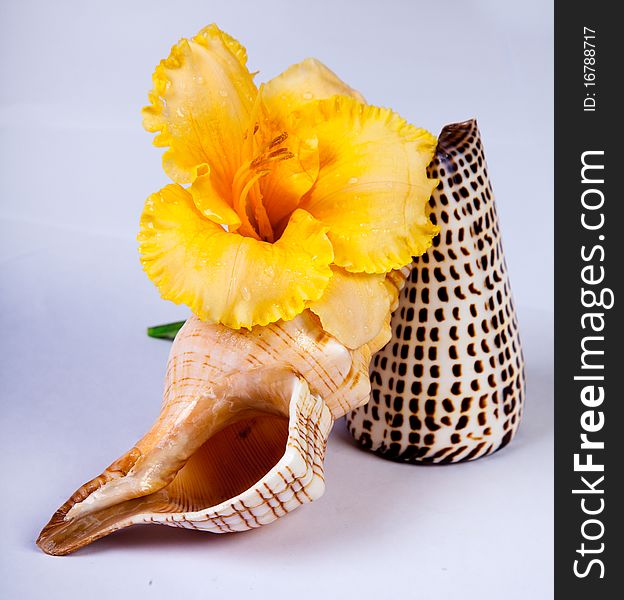 Yellow Flower And Shells