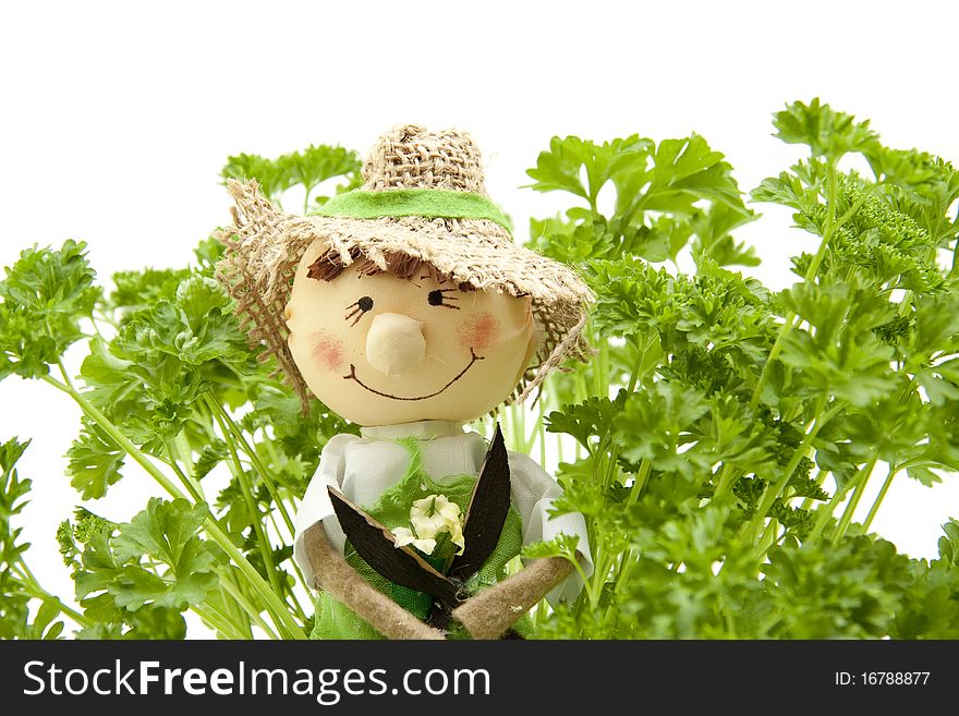 Parsley in the flowerpot with straw doll. Parsley in the flowerpot with straw doll