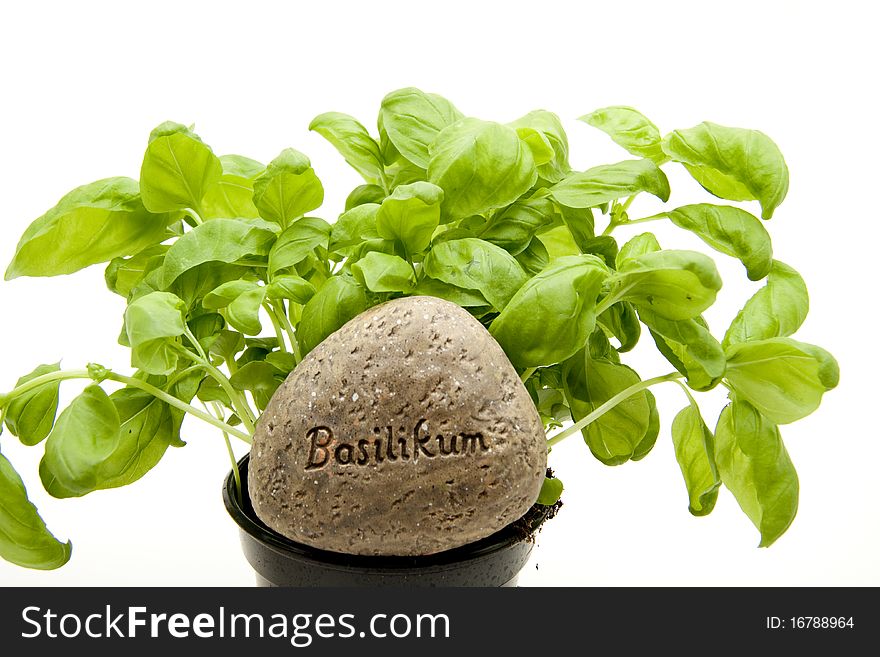 Basil in the flowerpot with stone and label. Basil in the flowerpot with stone and label