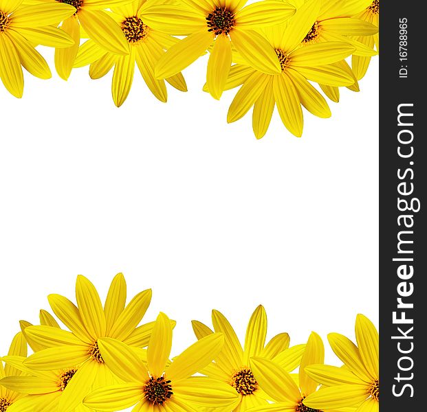 Yellow flower made frameï¼Œwhite background. Yellow flower made frameï¼Œwhite background