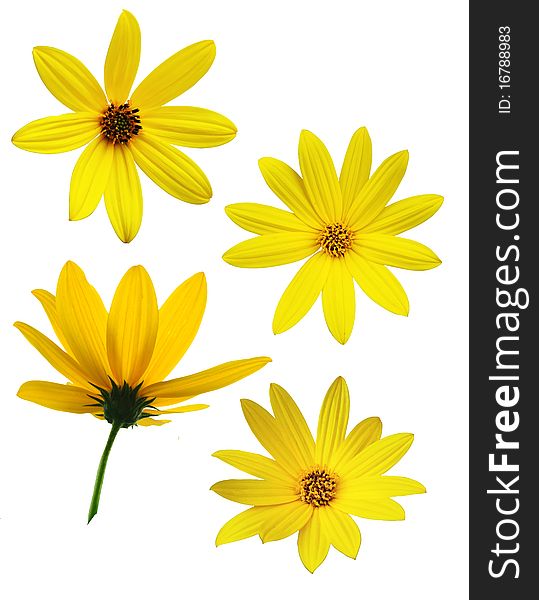 Collection of small yellow sunflower. Collection of small yellow sunflower