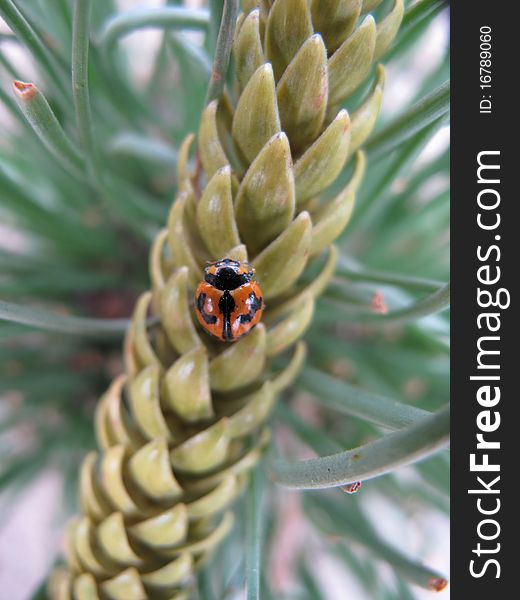 A lady bug in macro