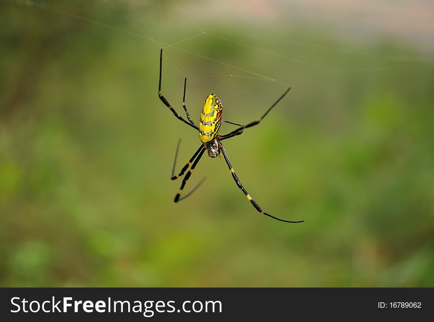 Colorful spider hanging on her gossamer. Colorful spider hanging on her gossamer