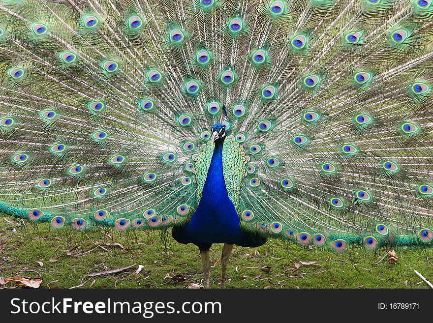 Peacock displaying tail feathers