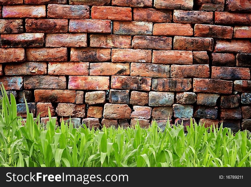 Green Grass And Old Brickwall