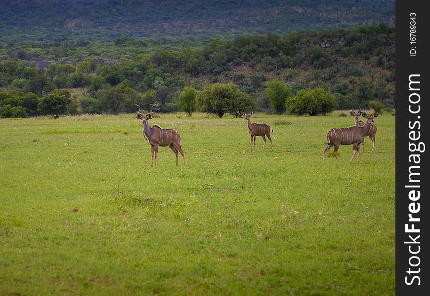 Kudu Family on South Africa meadow