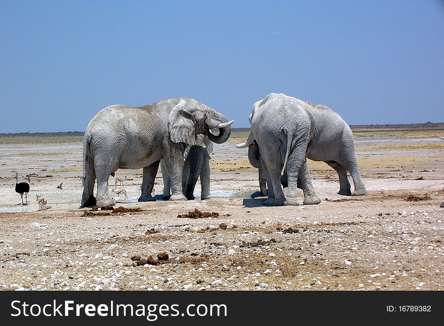 Elephants In Etosha