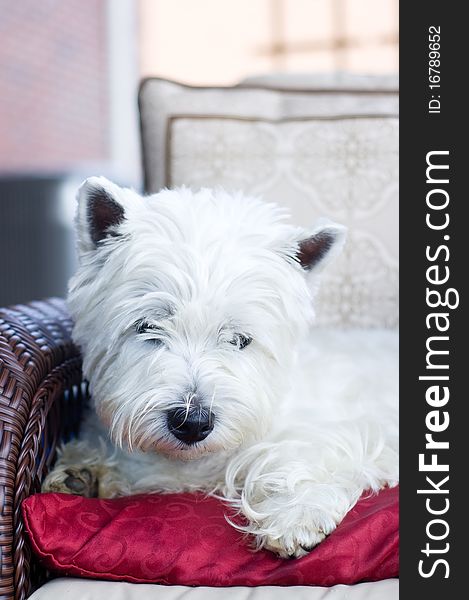 White terrier lying on a red cushion in a wicker chair
