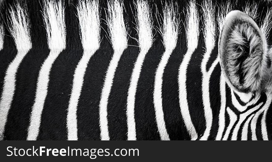 Background which the structure of hide of zebra is represented on, the best photo