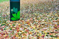 Fallen Leaves Stock Photo Fallen Leaves Stock Photo