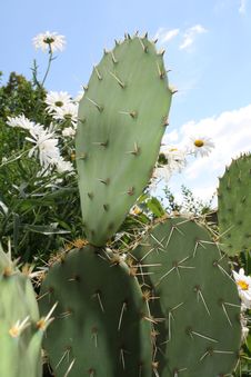 Big Cactus Stock Photo