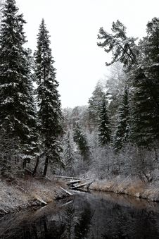 Coniferous Forest After Fresh Snow Fall Royalty Free Stock Images