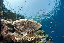 Pristine Tropical Table Coral Formation. Royalty Free Stock Photo Pristine Tropical Table Coral Formation. Royalty Free Stock Photo